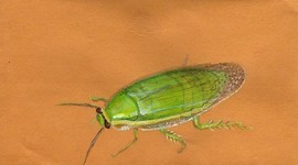 Timeline: That's Not a Normal Green Banana