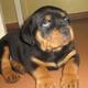 Rott baby