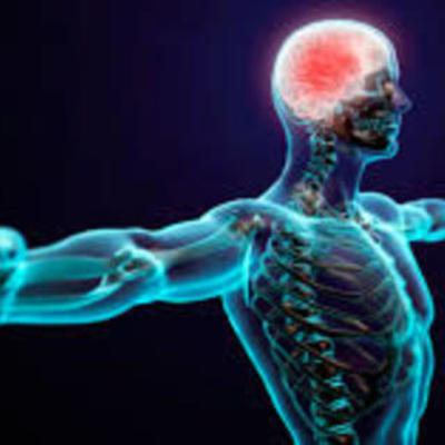 Timeline: Epistemología e historia del concepto de sistema nervioso