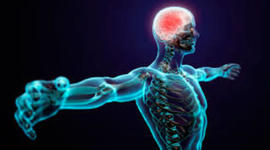 Timeline: Epistemología e historia del concepto de sistema nervioso