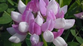 Timeline: Fetch the Vetch