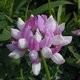 Crown vetch1