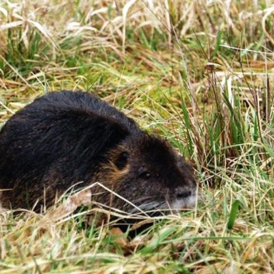 Timeline: Nutria Beaver