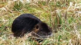 Timeline: Nutria Beaver