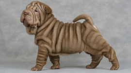 Timeline: fechas patrias