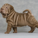 Perro shar pei