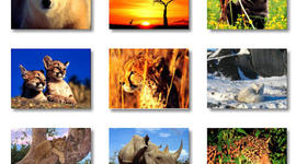 Timeline: Animales en extinción