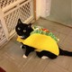 Taco cat spelled backwards is taco cat.1
