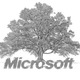 Microsoft family tree