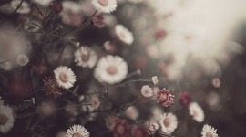 Timeline: The Pierre Nation