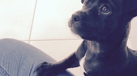 Timeline: Meriska 's Australian Colonisation Timeline