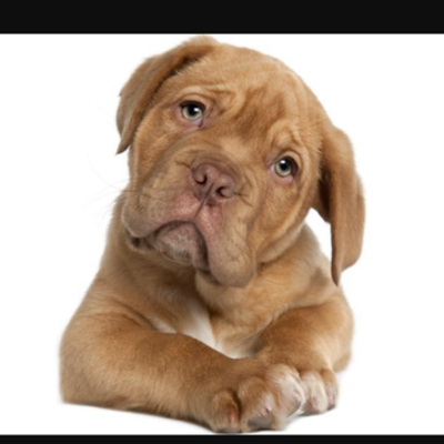 Timeline: La evolución del perro