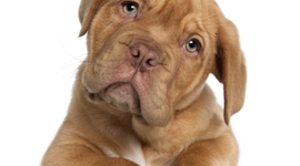 Timeline: La evolución del perro