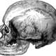 Cro magnon male skull