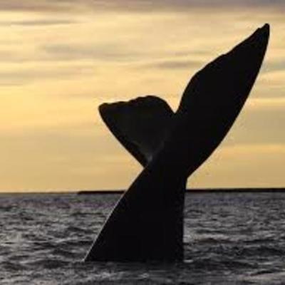 Timeline: Viaje a Puerto Madryn