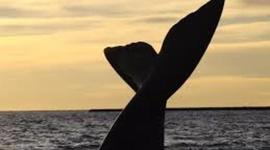 Timeline: Viaje a Puerto Madryn