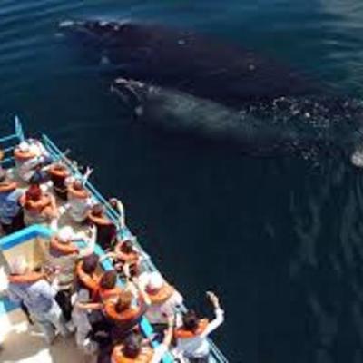 Timeline: viaje a Puerto Madryn