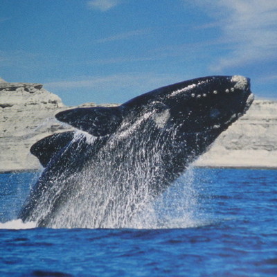 Timeline: viaje a puerto madryn