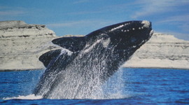 Timeline: viaje a puerto madryn