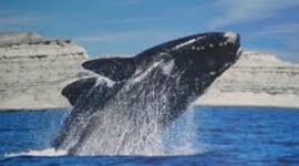 Timeline: Viaje a Puerto Madryn