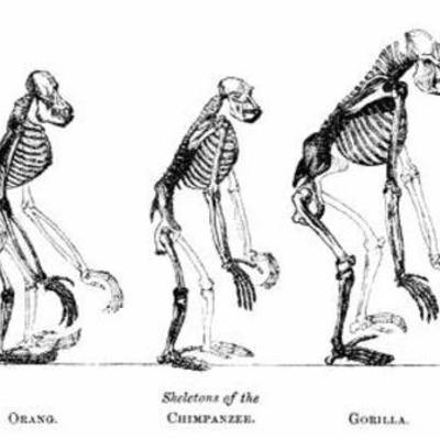 Timeline: Darwin y la Teoria de la Evolución