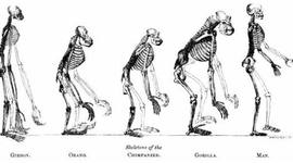 Timeline: Darwin y la Teoria de la Evolución