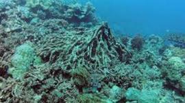 Timeline: How Pollution has affected the American people