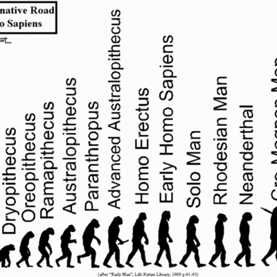 Timeline: La evolución de la especie.