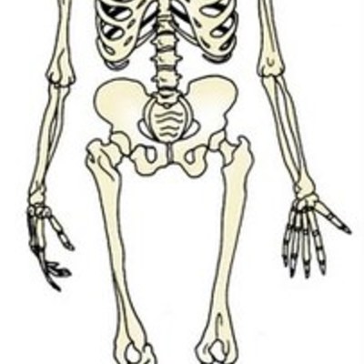 Timeline: EVOLUCIÓN DEL SISTEMA ÓSEO DEL SER HUMANO