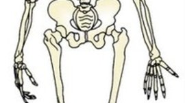 Timeline: EVOLUCIÓN DEL SISTEMA ÓSEO DEL SER HUMANO