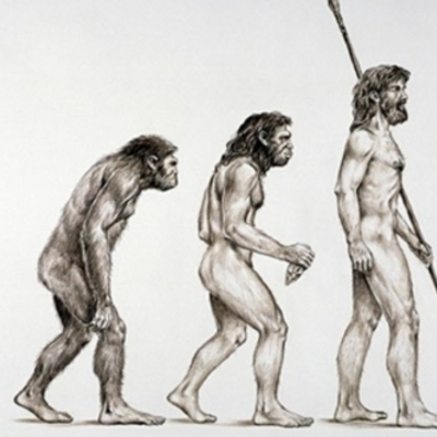Timeline: Evolución Humana