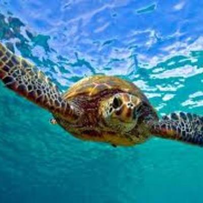 Timeline: Grace's Timeline