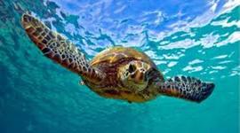 Timeline: Grace's Timeline