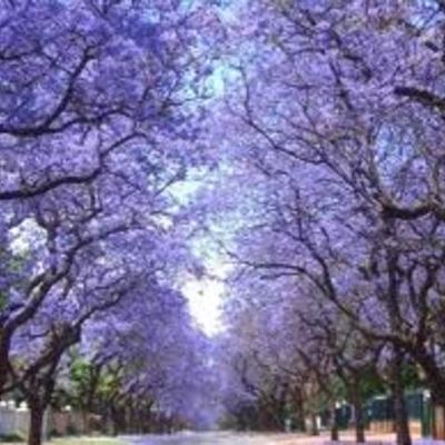 Timeline: Jennifer Gruen's Special Education Event Timeline