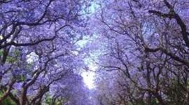 Timeline: Jennifer Gruen's Special Education Event Timeline