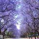 Jacaranda in flower2