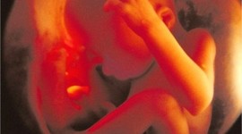 Timeline: Principales etapas históricas en el estudio del Desarrollo Embrionario