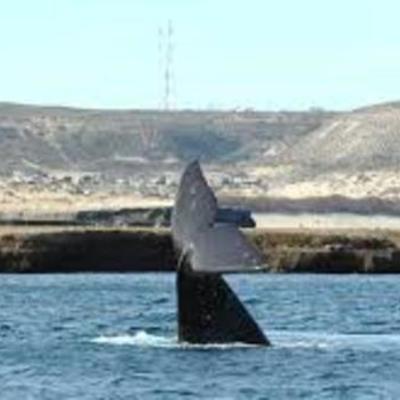 Timeline: VISITA A PUERTO0 PIRAMIDES