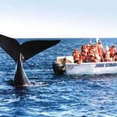 Timeline: Viaje a Puerto Madryn