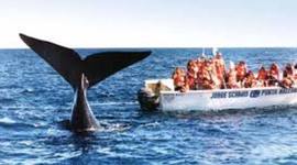 Timeline: Viaje a Puerto Madryn