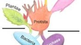 Timeline: EVOLUCIÓN
