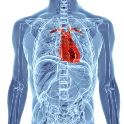 Timeline: קביעת כיווניות אסימטריית הלב בחולייתנים
