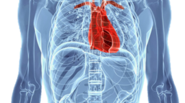 Timeline: קביעת כיווניות אסימטריית הלב בחולייתנים