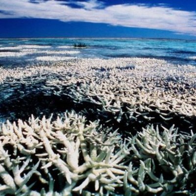 Timeline: The Death of the Great Barrier Reef