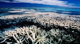 Timeline: The Death of the Great Barrier Reef