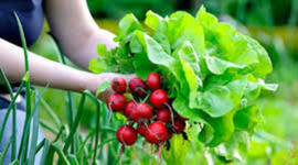 Timeline: Tiempo para el cultivo de rábanos (Semanal)