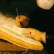 Rembrandt erudito 011