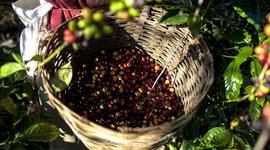 Timeline: Capitalismo Agrario en Costa Rica.