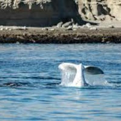 Timeline: Viiajesiitooo a Puertitoo Madrynciitooo