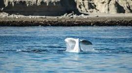 Timeline: Viiajesiitooo a Puertitoo Madrynciitooo